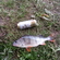 Eurasian perch