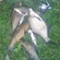 Tench