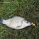 Prussian carp