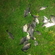 Prussian carp
