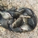 Prussian carp