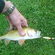 Eurasian perch