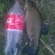 Tench