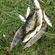 Eurasian perch