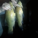 Tench