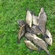 Carp bream