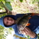 Eurasian perch