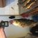 Eurasian perch