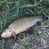 Tench