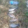 Tench