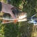 Eurasian perch