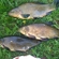 Tench