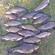 Tench