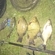 Crucian carp