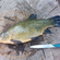 Tench