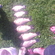 Crucian carp