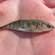 Three-spined stickleback