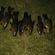 Tench