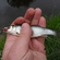 Dace
