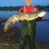 Wels catfish