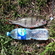 Eurasian perch
