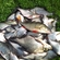 Carp bream