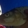 chub