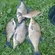 Carp bream