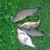 Tench