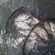 Carp bream