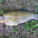Tench