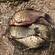 Prussian carp