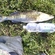 Pike perch