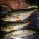 Eurasian perch