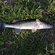 Pike perch