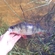Eurasian perch