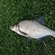 Carp bream