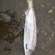 Atlantic salmon