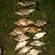 Carp bream