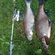 Carp bream