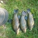 Tench