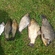Prussian carp