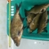Carp bream