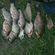 Prussian carp