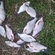 Silver Bream