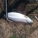 Atlantic salmon