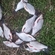 Silver Bream