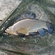 Tench