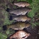 Tench