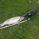 Grass carp